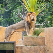 BioParque do Rio Tour Guiado