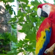 BioParque do Rio Tour Guiado