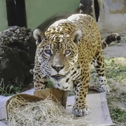BioParque do Rio Tour Guiado